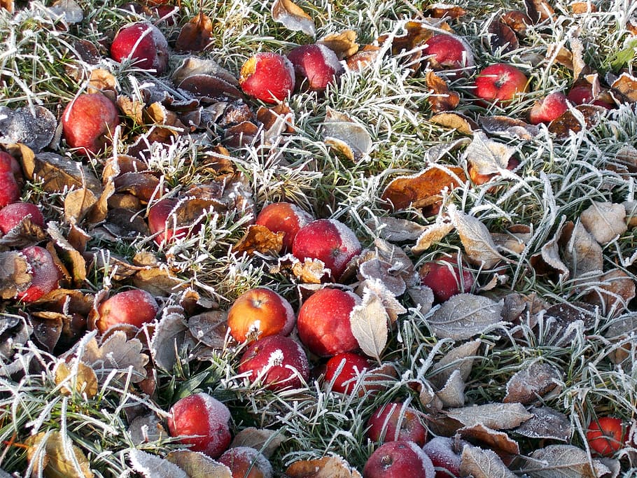 Geada, inverno, maçã, colheita inesperada, geadas, comida e bebida, fruta, natureza, dia, outono