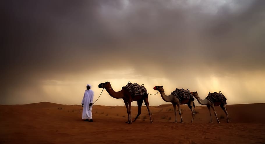 man, white, thobe, three, brown, camels, desert, animals, travel, landscape