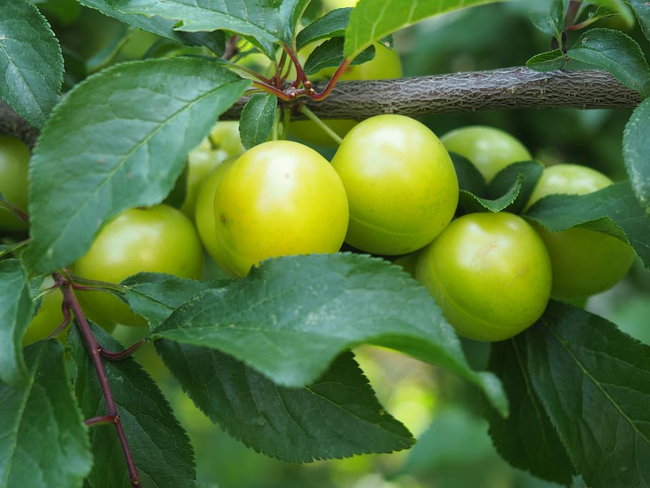 Yellow, Plums, Fruit, ringlotte, yellow plums, fruit tree, tree, mirabelle plum tree, noble plum, food and drink