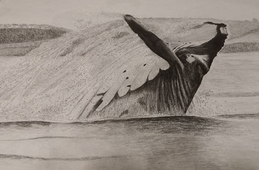 Sketch, Sketching, Draw, art, drawing, whale, humpback whale, water, notepad, paper