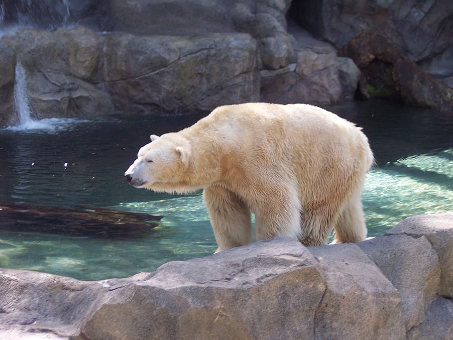 Polar, Bear, Polar Bear, Arctic, Animal, polar, bear, endangered, predator, carnivore, cold