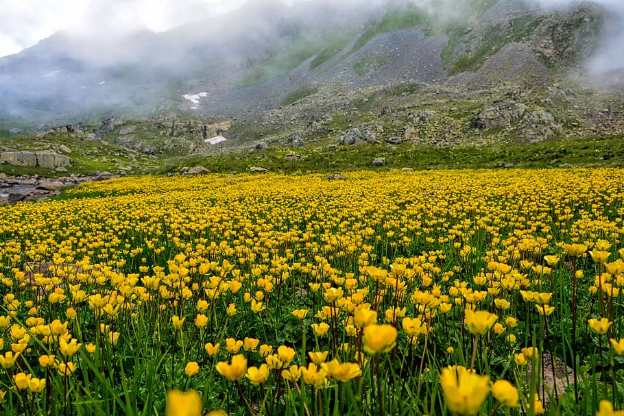 Amarillo, campo de tulipanes, al lado, marrón, montañas, durante el día, naturaleza, área, chan, flor