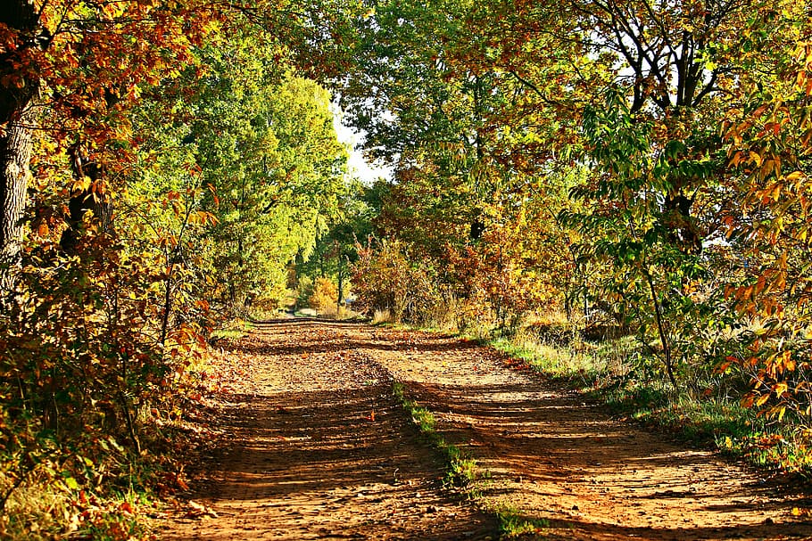 pathway between garden, autumn, away, trees, fall foliage, leaves, fall color, autumn landscape, autumn day, golden autumn
