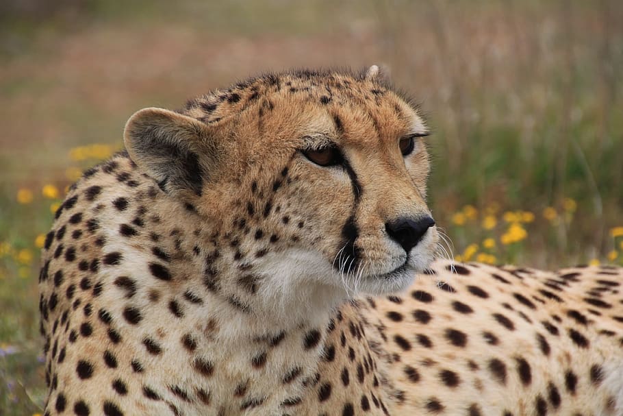 leopard, laying, grass, Cheetah, Animal World, Wildlife, animal, cat, fast, speed record