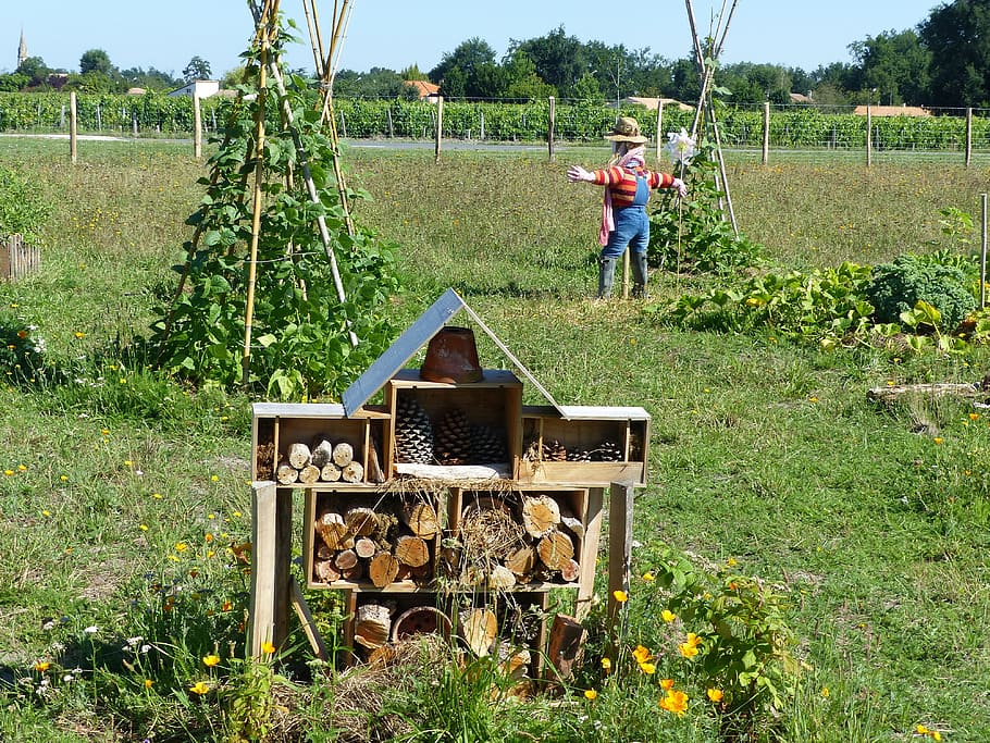 garden, permaculture, hotel, insects, hotel for insects, beans, green, arsac, médoc, incredible