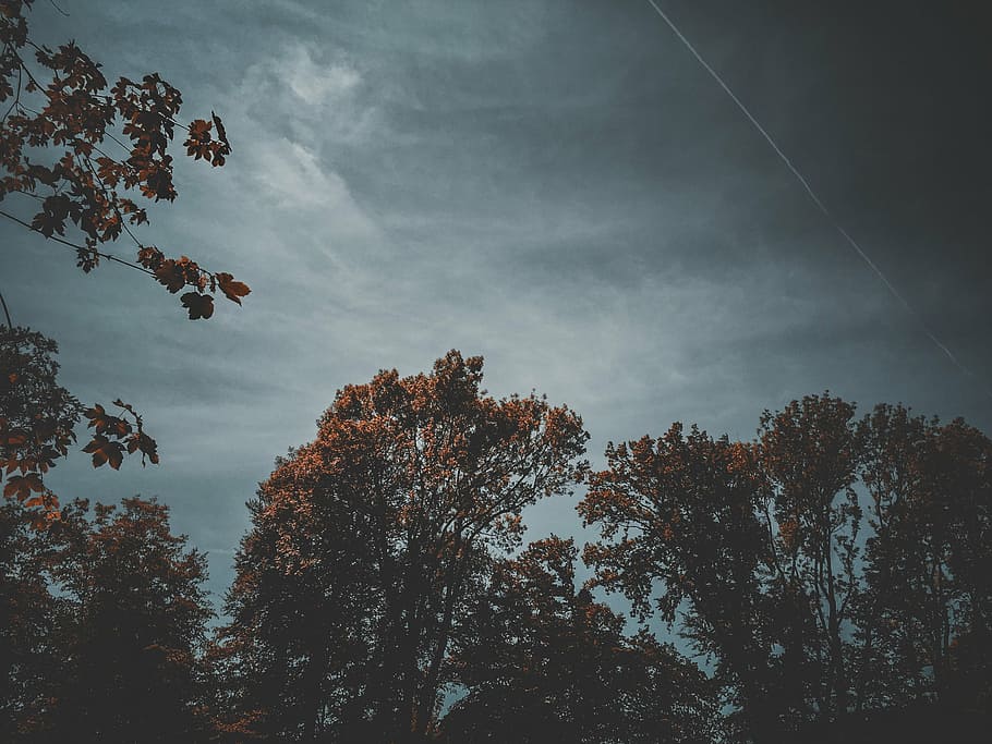 green, leaf trees, nimbus clouds, daytime, photography, brown, trees, sky, clouds, plant