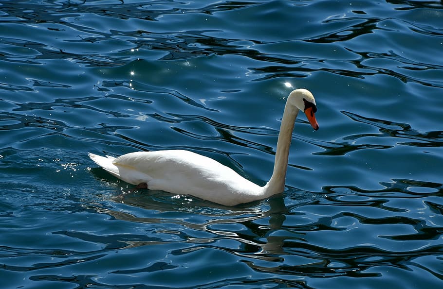 water, nature, bird, swimming, lake, swan, beautiful, animal themes, animal wildlife, animals in the wild