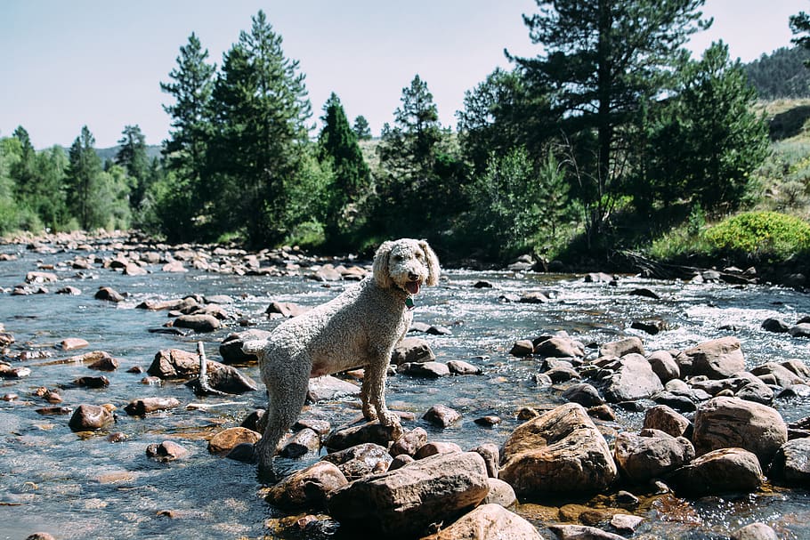 green, trees, plant, nature, river, water, rocks, dog, puppy, animal