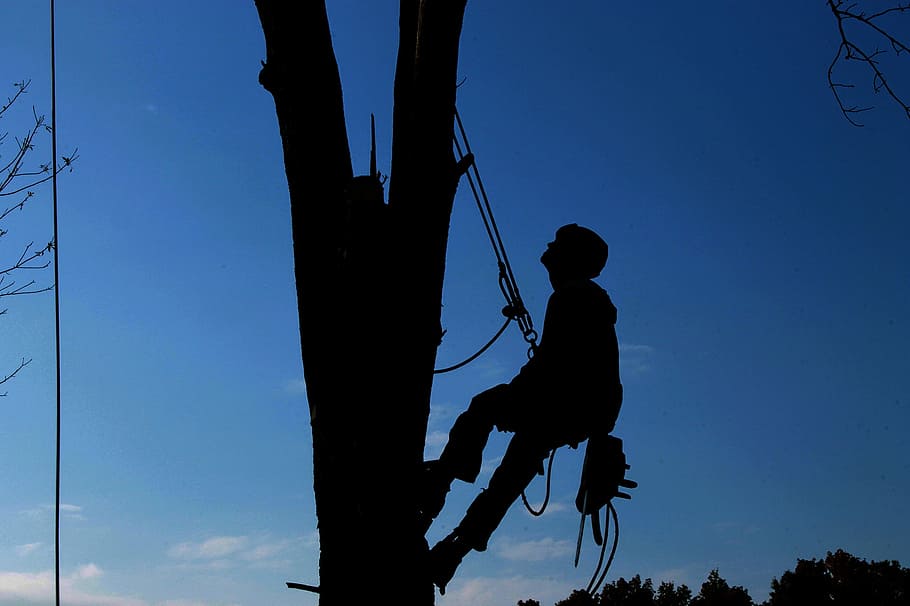 silhouette, man, climbing, tree, harness, tree service, hard work, lumberjack, branch, safety