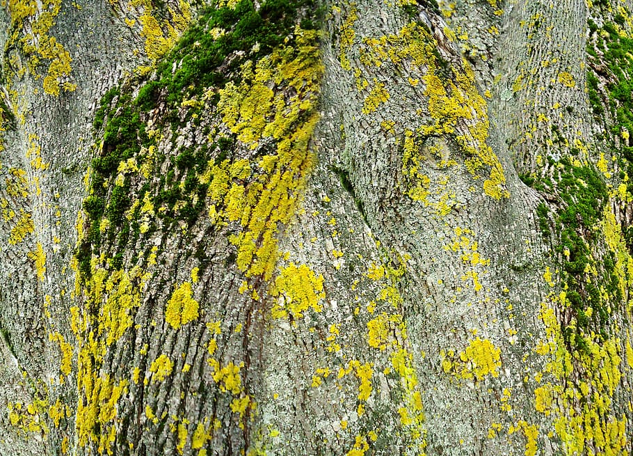 bark, tree, texture, nature, wood, background, structure, green, yellow, grey
