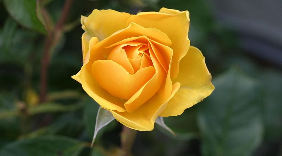 黄色い花, バラ, 花, 黄色, 黄色いバラ, 開花植物, 植物, バラ-花, 自然の美しさ, 花弁