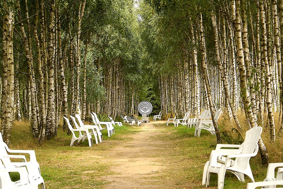 putih, kayu, kursi, dikelilingi, pohon, gang, gang birch, birch, istirahat, kota tepi laut