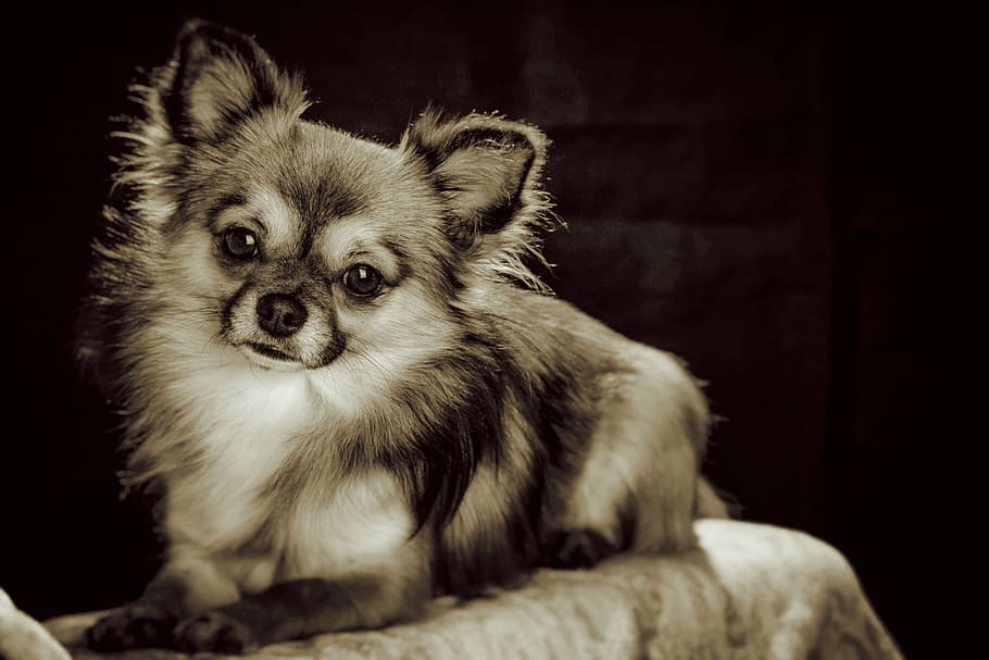 chihuahua cachorro fotografía en escala de grises, chihuahua, pequeño, perro pequeño, mascotas, chiwawa, blanco marrón, perro, puntero de pelo largo alemán, pelaje