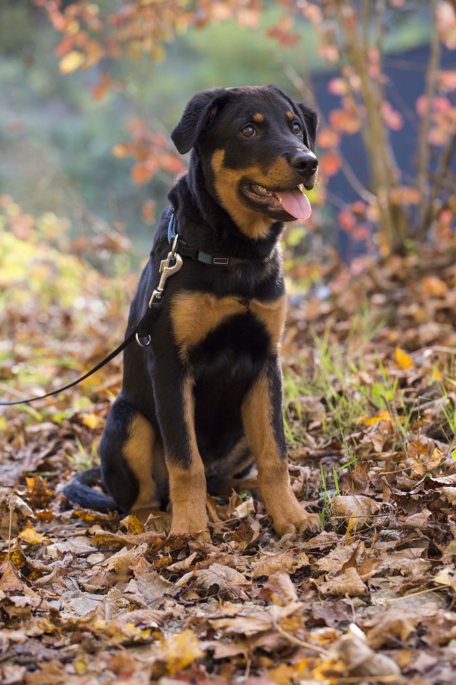rottweiler, dog, pet, animal, hundeportrait, snout, peaceful, obedience, nature, one animal