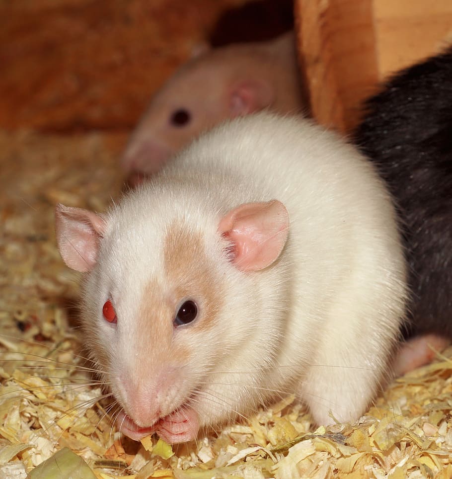 rat, female, different colored eyes, white, nager, cute, fur, animal, close up, attention
