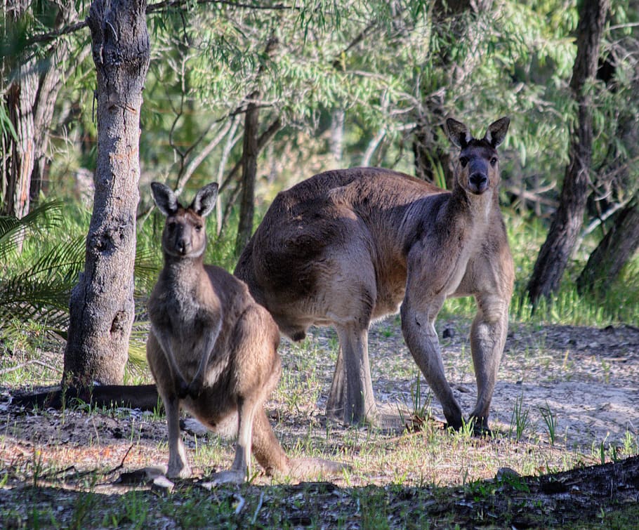 kanguru, Australia, otot, fauna, binatang menyusui, hewan, margasatwa, alam, roo, besar