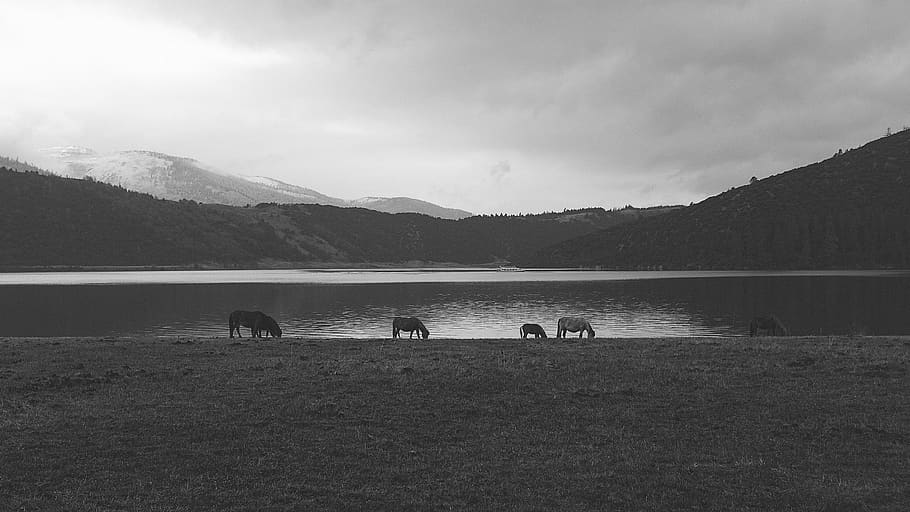 horses, lakeside, pasture, animals, landscape, lake, nature, water, calm, mountain