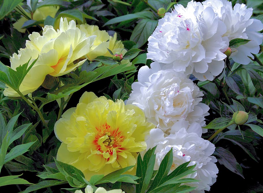 peony, yellow, white, garden, natural, blossom, floral, flowering plant, flower, fragility