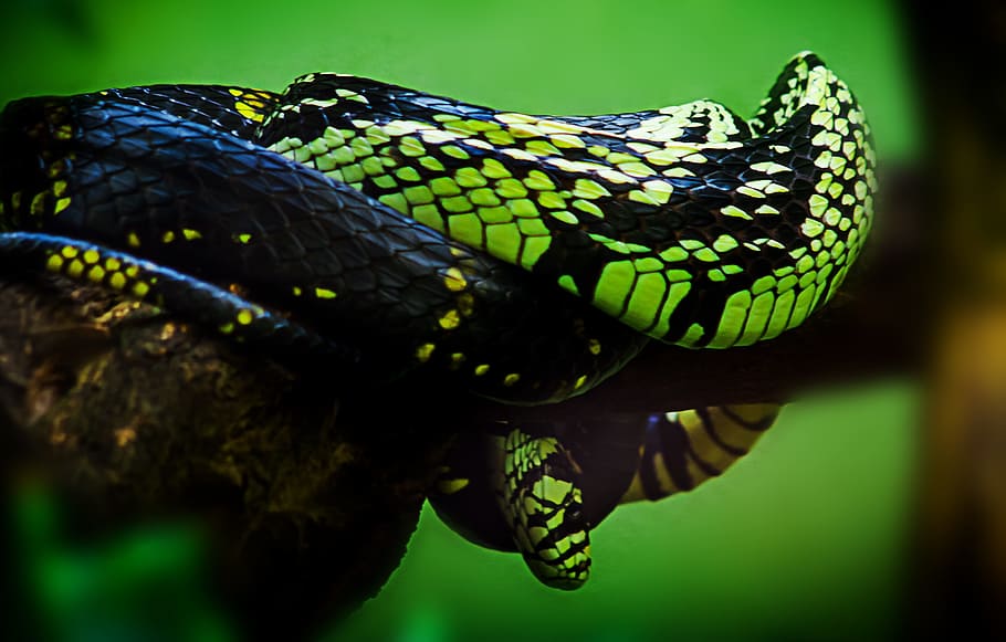foto tilt shift, hijau, hitam, ular, tilt shift, foto, ular hitam, hewan, alam, skala