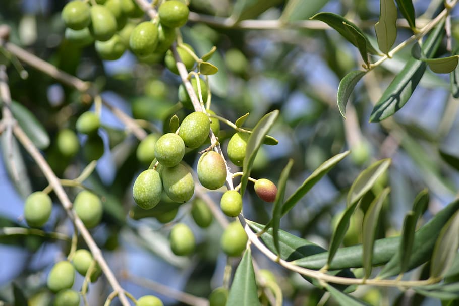 green fruit, olives, green olives, olive grove, green, oil, harvesting olives, olive branch, collect, oliva