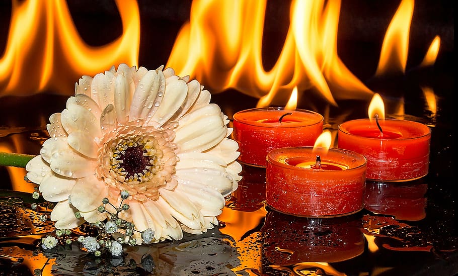 flor de margarita de gerbera de color melocotón, gotas de agua, al lado, tres velas rojas, encendidas, candelitas, gerbera, gypsophila, velas, llamas