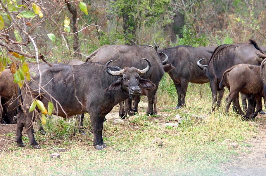 Water Buffalo, South Africa, Safari, animal wildlife, animals in the wild, animal, nature, animal themes, group of animals, mammal