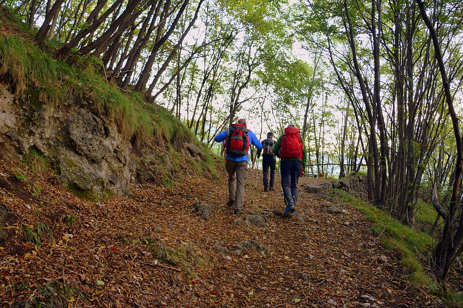 excursión, bosque, otoño, sendero, montaña, caminar con bastones, el camino europeo, e5, lessinia, italia