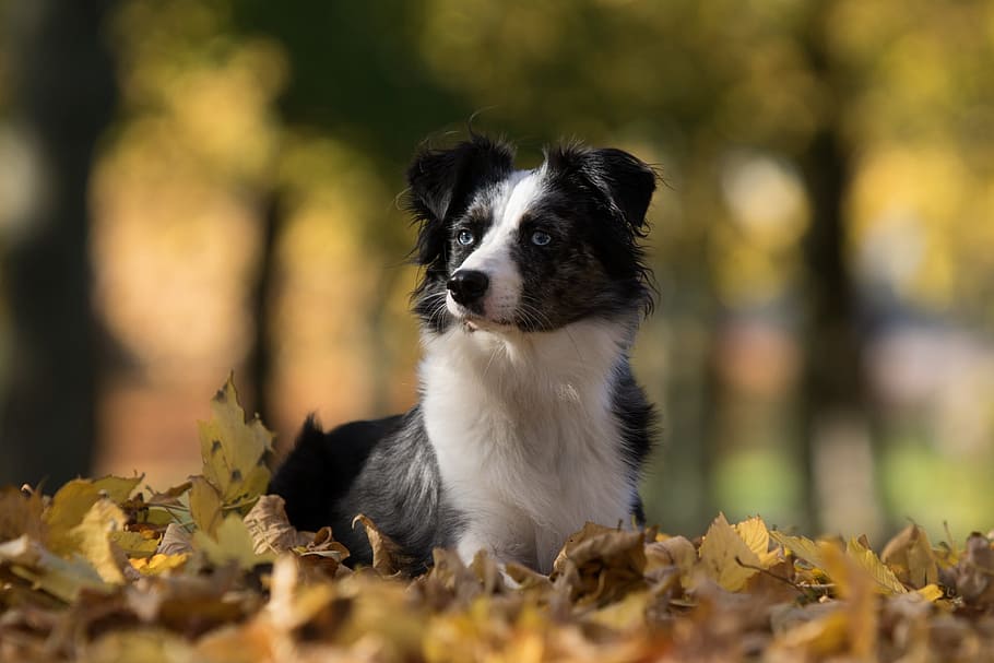 selectivo, fotografía de enfoque, adulto, negro, blanco, border collie, pastor australiano mini, perro, hojas, mentira