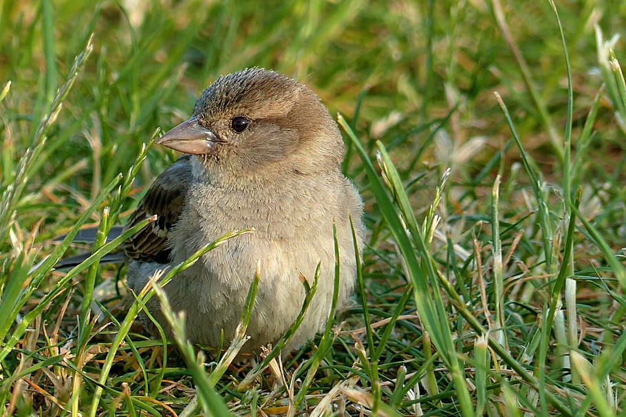 fotografía, marrón, pájaro, verde, hierba, gorrión, passer domesticus, joven, alimentándose, en la hierba