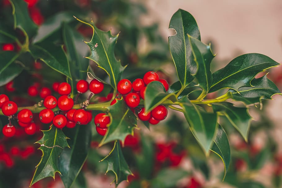 holly, red, christmas, winter, berries, branch, plant, nature, leaves, green