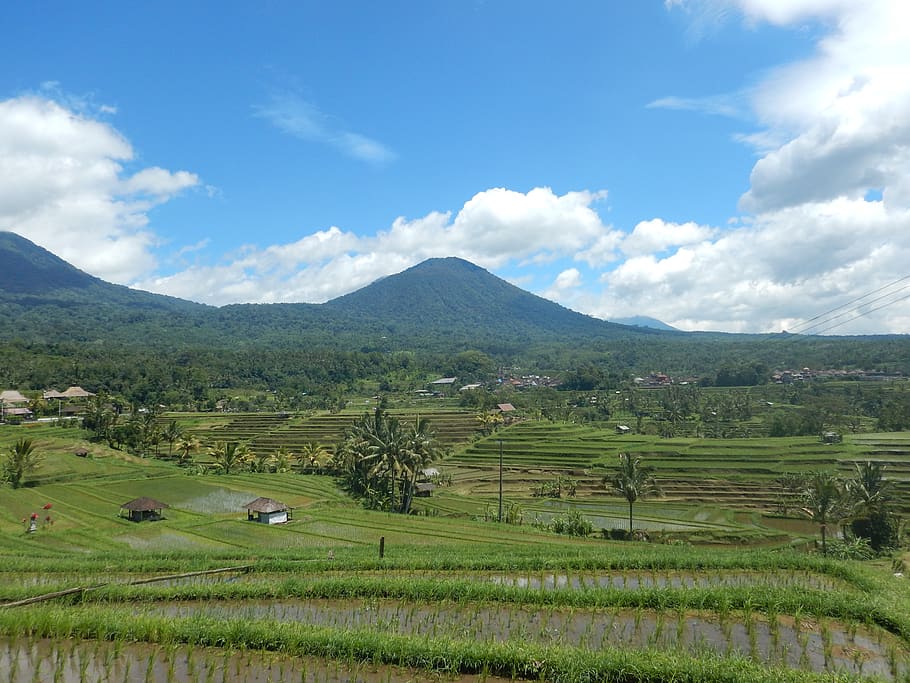 rice field, bali, indonesia, travel, asia, nature, landscape, cloud - sky, environment, scenics - nature