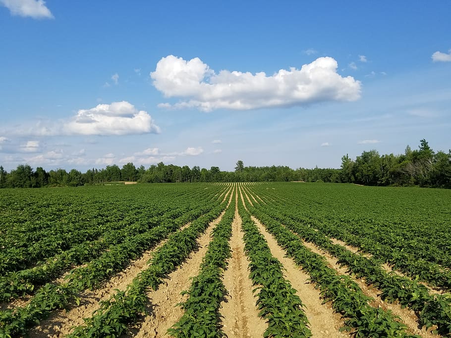 farm, farming, potato, rows, field, planting, potatoes, dirt, soil, sky