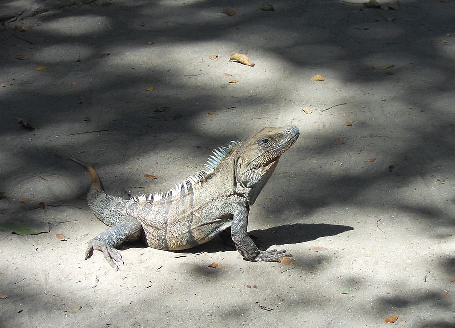iguana, costa rica, dragon, central america, reptile, animal, animal themes, vertebrate, one animal, animals in the wild