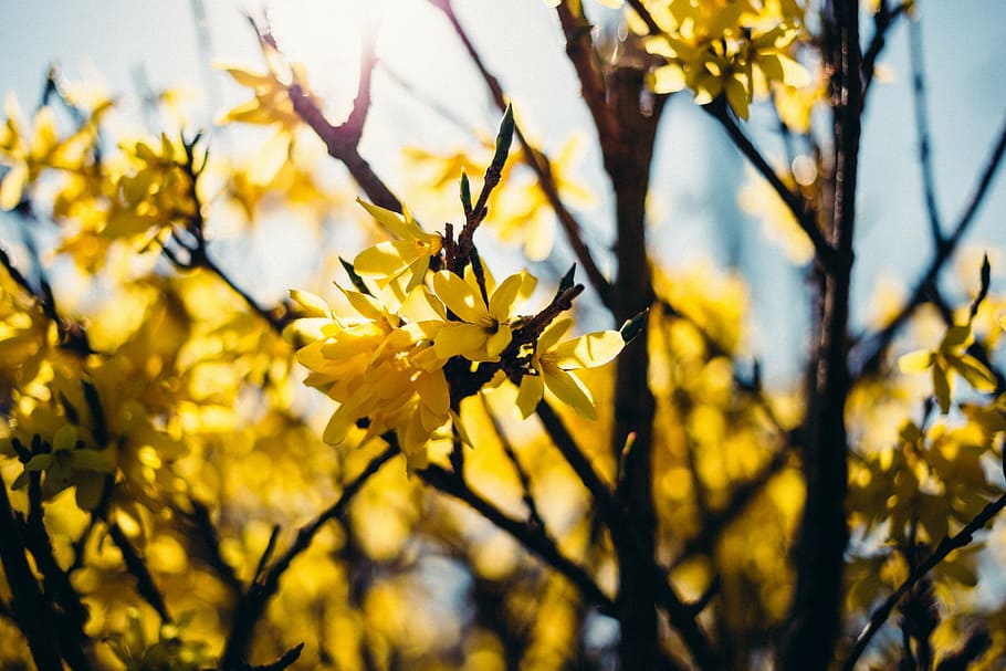 closeup, yellow, petaled flowers, flower, trees, plant, nature, branch, garden, outdoor