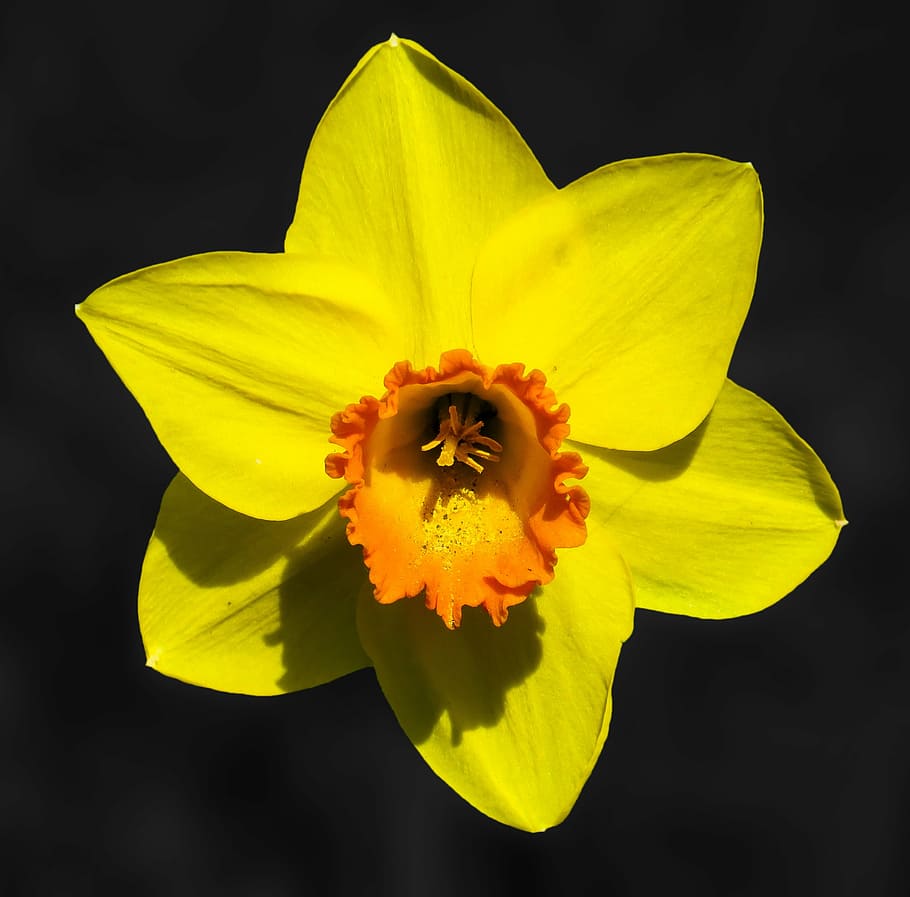 yellow, orange, daffodil flower, close, photography, flower, narcissus, blossom, bloom, spring