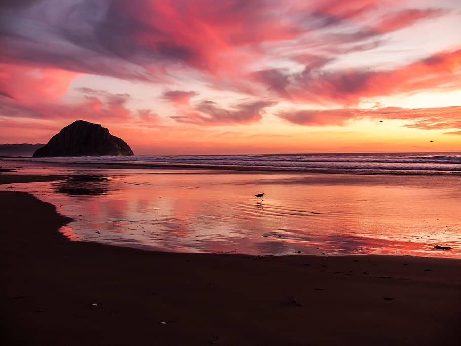 fotografía, junto a la playa, puesta de sol, playa, escena, tarde, hermosa, colores, naranja, rosa