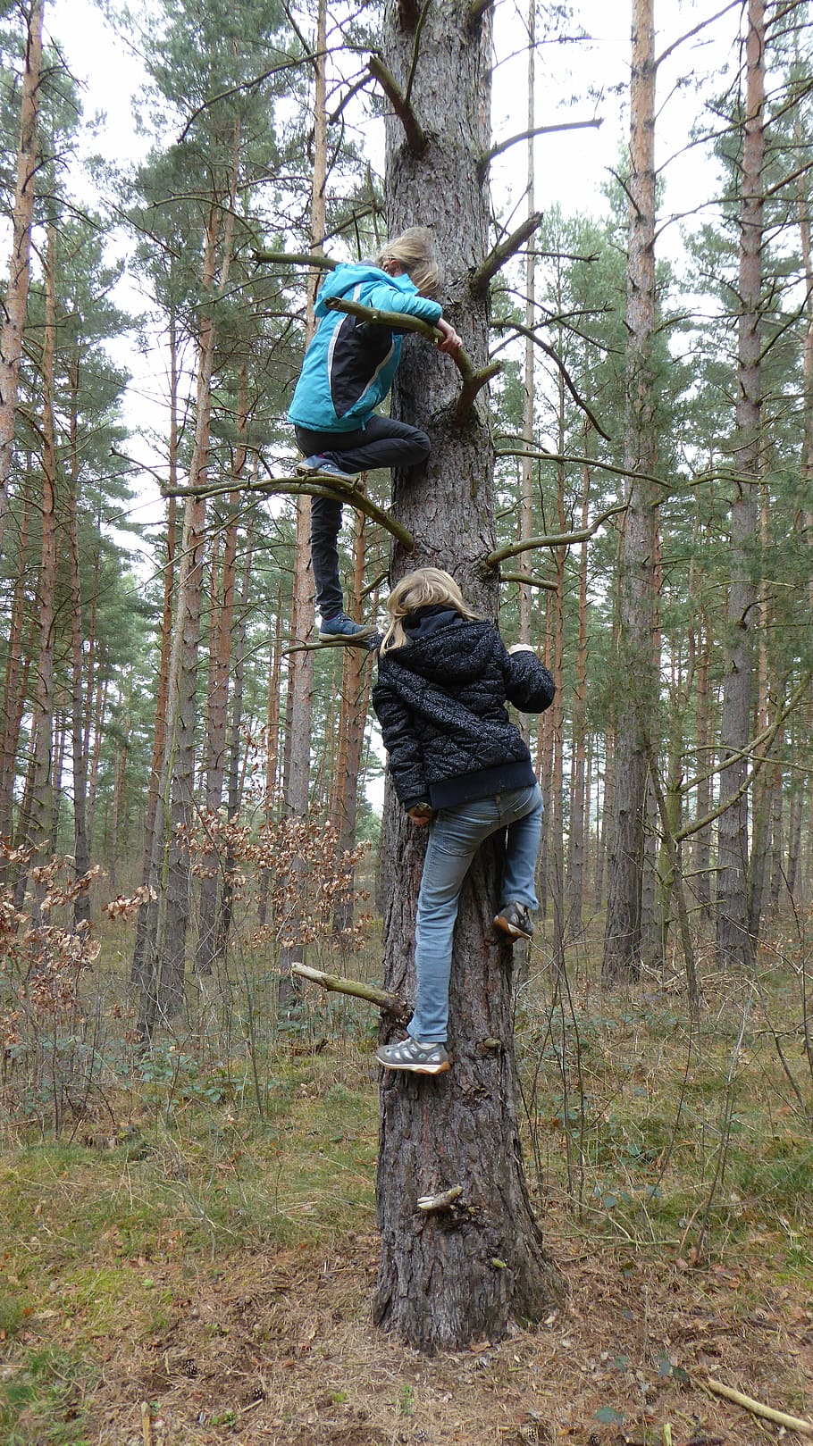 children, climb, forest, play, leisure, nature, climbing, fun, dom, recovery