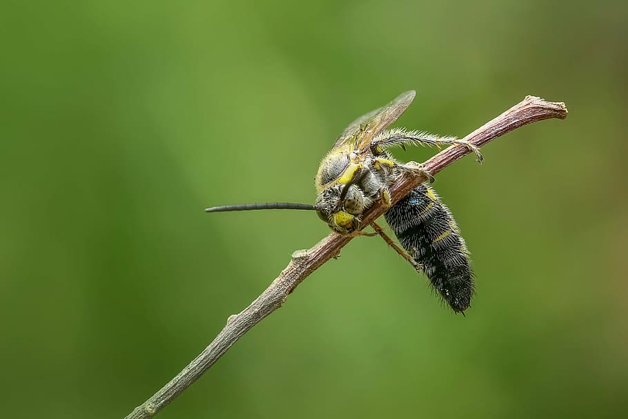 wasp, hornet, insect, macro, animal, bug, sting, bee, magnification, detailed