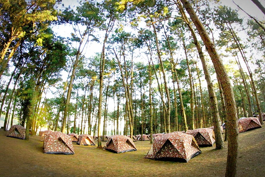 camp, tent, tree, forrest, outdoor, activity, holiday, wood, mountain, adventure