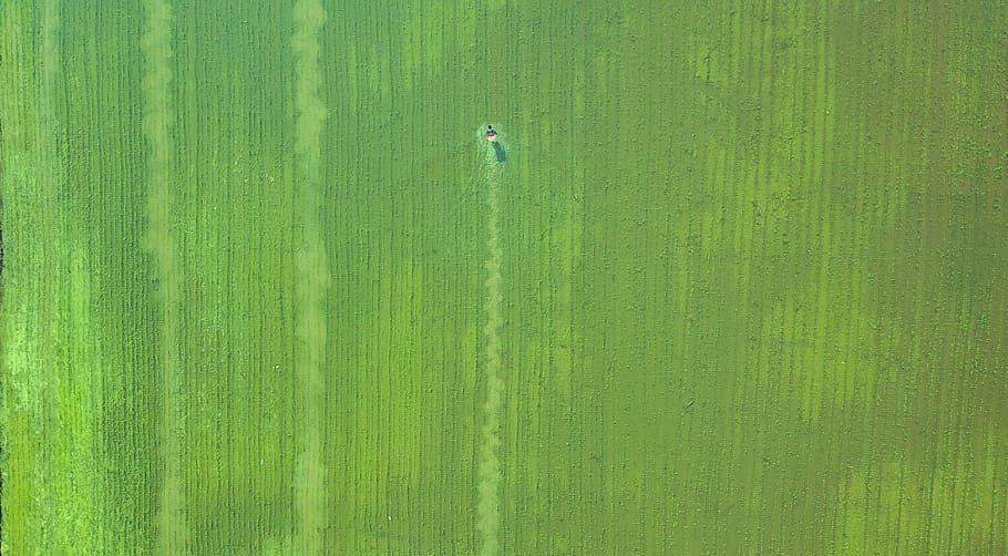 farm, aerial, agriculture, toil, green, green color, plant, land, growth, field