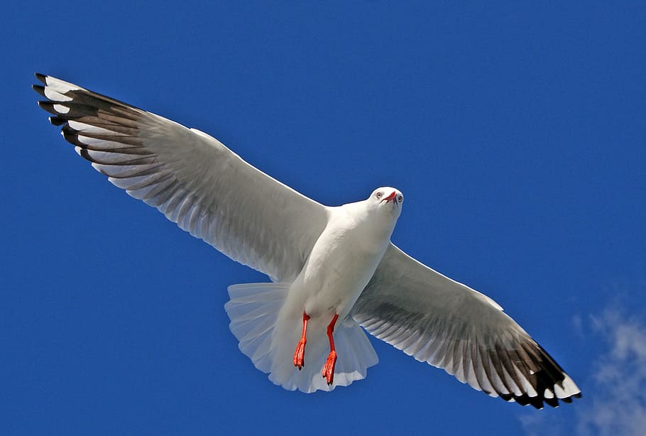High, Silver Gull, Aust, white and black bird, flying, animals in the wild, animal wildlife, animal, bird, vertebrate