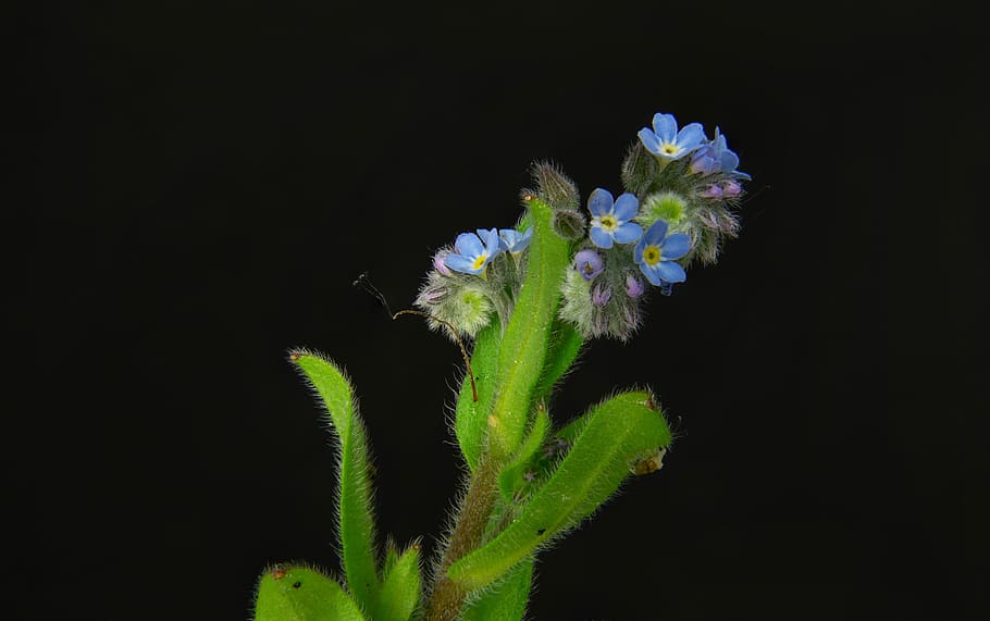 blue, petaled flower, green, leaf, forget me not, pointed flower, close, myosotis alpestris, macro, blossom