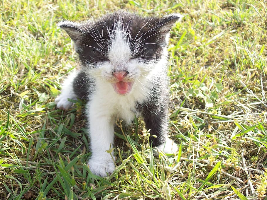 tuxedo kitten, standing, green, grass, kitten, portrait, yard, kitty, young, feline
