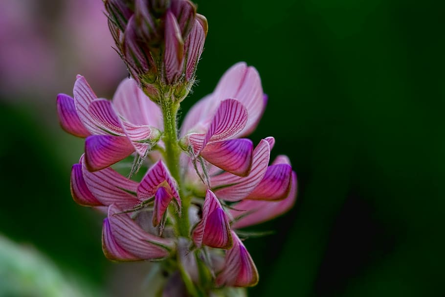 foto de close-up, rosa, flor, mandril sainfoin, planta de forragem, natureza, planta, vulnerabilidade, fragilidade, beleza da natureza