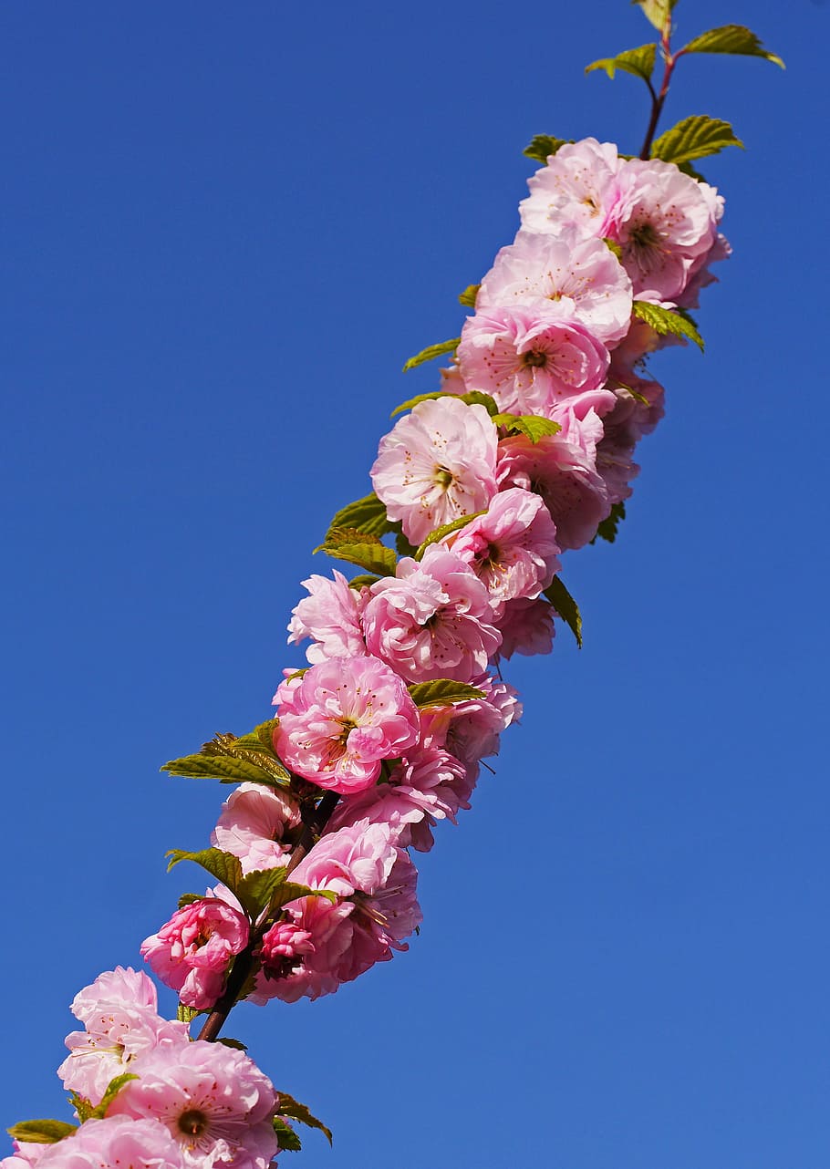 Almond, Blossom, Branch, Flowers, Leaves, almond blossom, foliation, spring, frühlingsanfang, spring awakening
