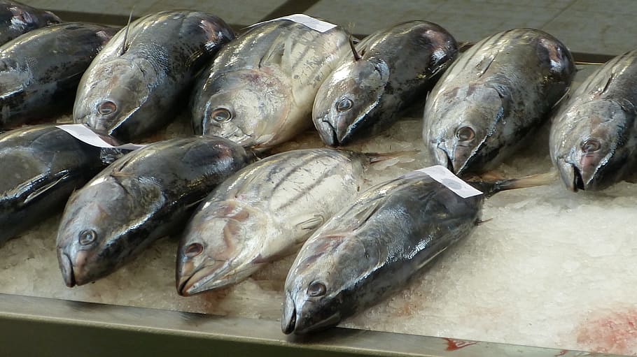 school, tuna fish, fish market, fischtheka, fish, madeira, funchal, tuna, fresh catch, frisch