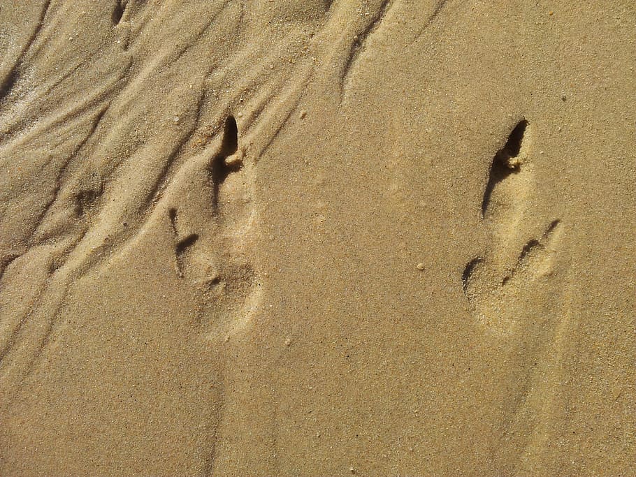 Footprints, Sand, Tracks, Footprint, footsteps, track, foot, trace, imprint, trail