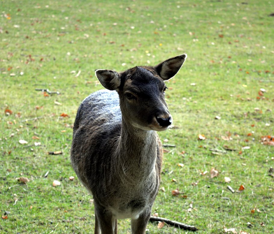 roe deer, wild, scheu, close, nature, forest, female, fallow deer, capreolus capreolus, deer
