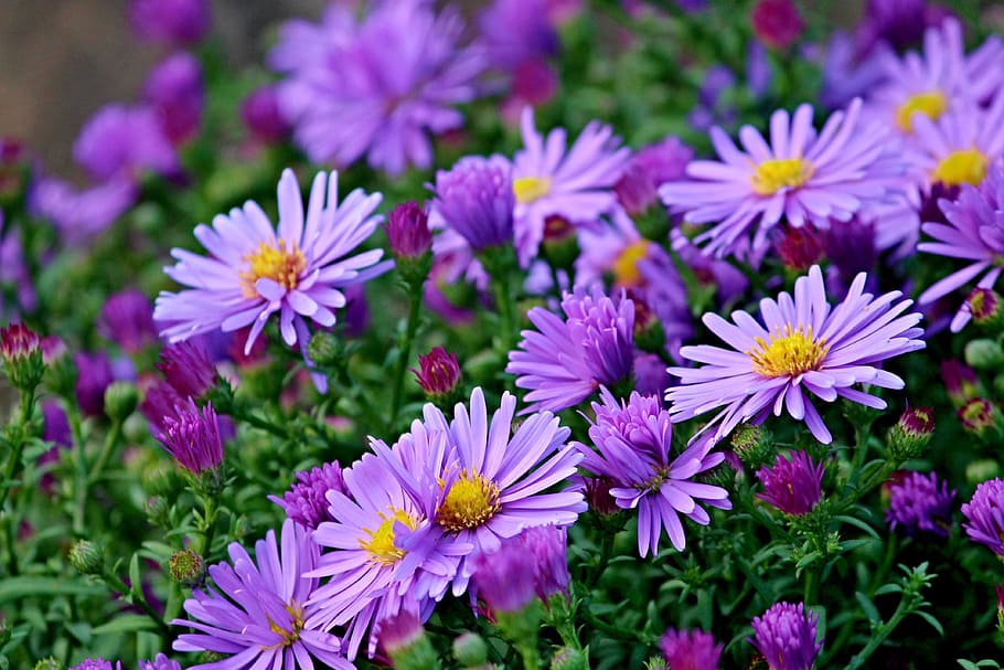 purple flowers photography, herbstastern, asters, autumn, flowers, flower bed, garden, purple, garden plant, nature