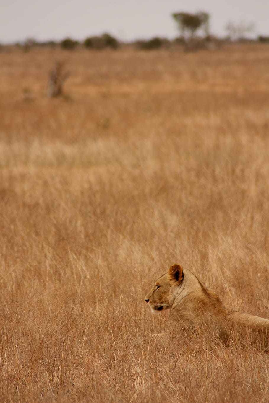 León, Animal, Familia, Salvaje, Mamífero, safari, África, viaje, Kenia, aventura